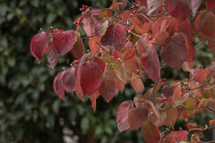 DSC00999. 紅葉降る如し