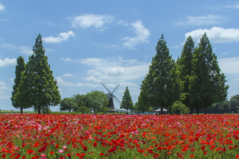 DSC04430.晴れた五月の公園