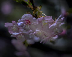 DSC03302.戸定公園の桜-2