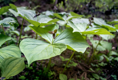 DSC06763 野辺の野草