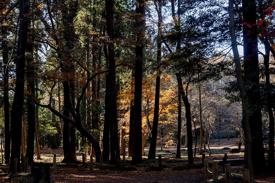 晩秋平林寺　DSC03080