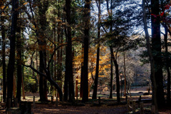 晩秋平林寺　DSC03080
