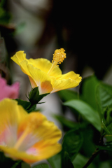 ハイビスカスDSC02396.