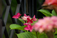 DSC02154. 門扉と花