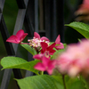 DSC02154. 門扉と花