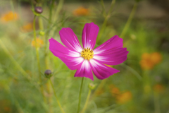 DSC03416　朝の陽だまりもよう