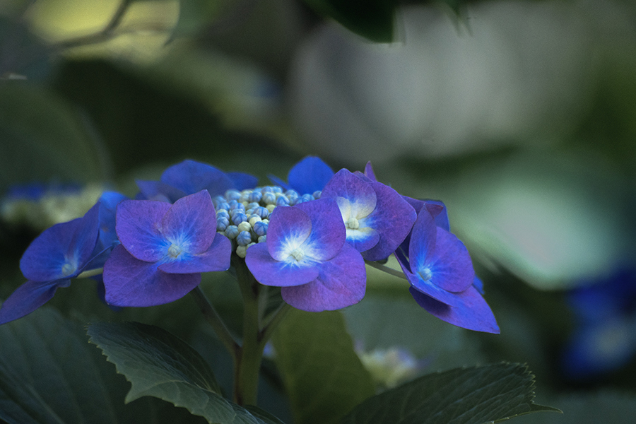 朝の紫陽花