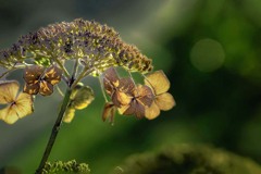 冬紫陽花　DSC06491.