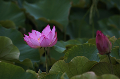 蓮田は葉の海で御座る