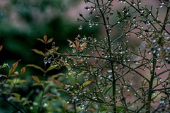 DSC08155 　ナンテン雨を纏う