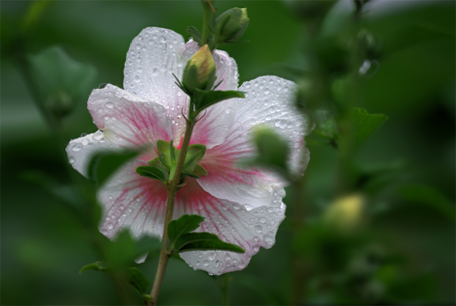 後ろ姿がステキで御座る