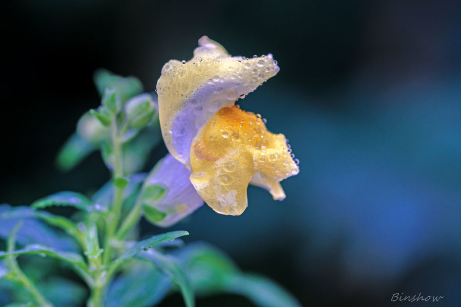 DSC02949-雨に濡れたキンギョソウ