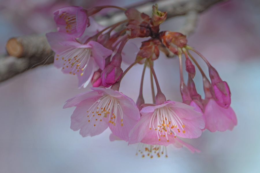 早朝に出遭った桜