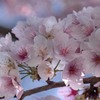 DSC04953. こんもり桜　jpg