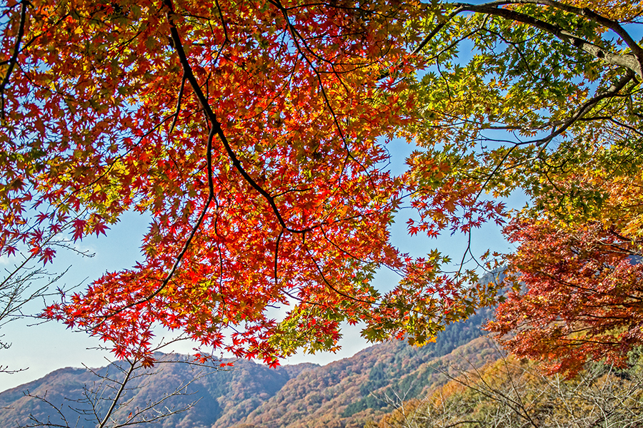 DSC07862 峠の紅葉