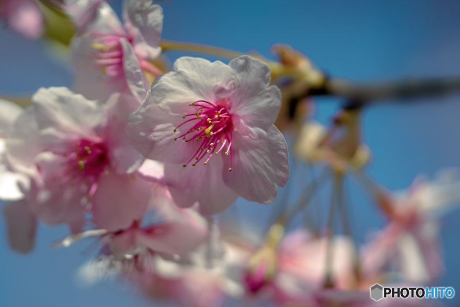 DSC03320-河津桜-3