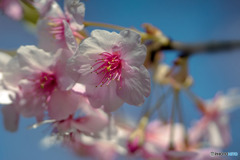 DSC03320-河津桜-3