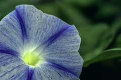 DSC01947  江戸朝顔、かすり模様