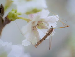 DSC04629  花びらに眠る