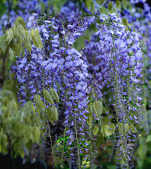 DSC05666. 4.12. 藤は咲く