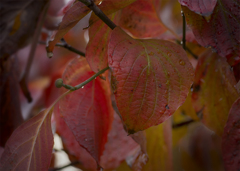 木漏れ日に 束の間見たり紅の貴