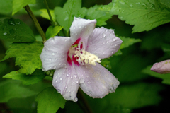 DSC02176. 雨に咲く