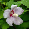 DSC02176. 雨に咲く