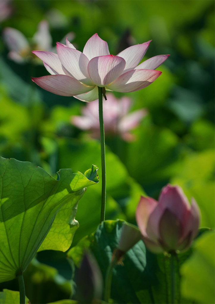蓮田に夏は来ぬ