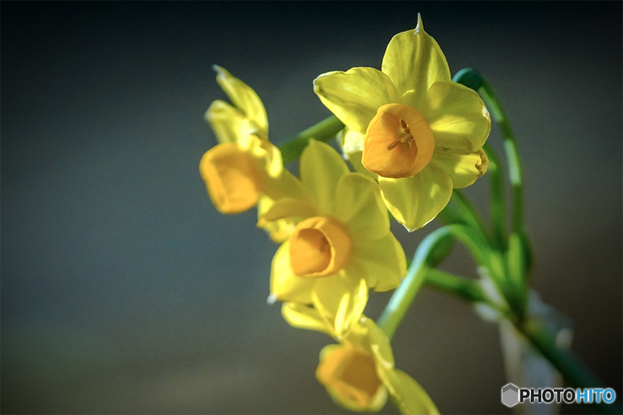 DSC06085-伊豆の水仙陽光の中