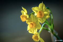 DSC06085-伊豆の水仙陽光の中