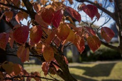 DSC05685　九谷焼会館前の紅葉