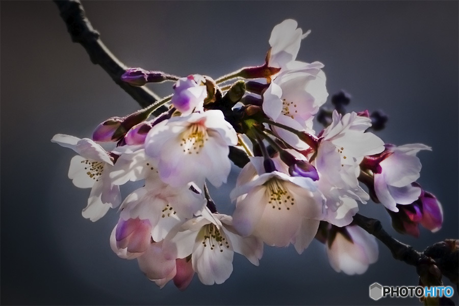 DSC09627一房、春を謳歌