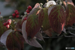 DSC01332  ハナミズキ紅葉