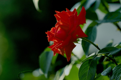 DSC02668 真夏の深紅の花