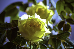 DSC07529-黄色い薔薇-2