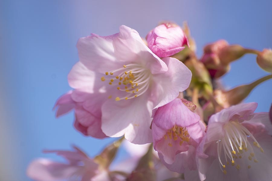 DSC07513. 朝陽は恵む