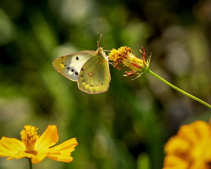 DSC01063. 花と蝶-1