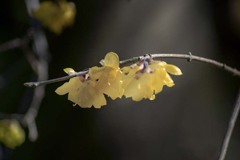 DSC06584 冬の陽に輝く