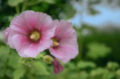 DSC06327. タチアオイ初夏を呼ぶ