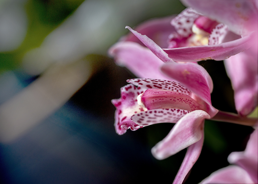 DSC05162 山の奥にも花は咲きけり