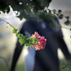 DSC07727. 女と百日紅-2