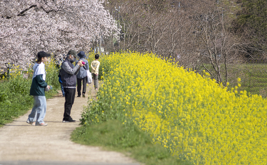 DSC05355. 春を探訪