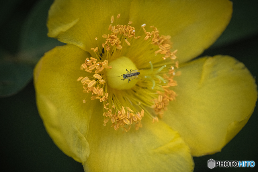 DSC06580 ヒべリカム　七番 