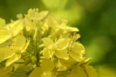 DSC00897. 土手の菜の花