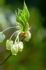 DSC00134. 華やぐ