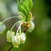 DSC00134. 華やぐ
