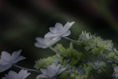 DSC06449 白妙の衣干したり