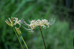DSC09537. 花に時雨れ