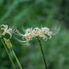 DSC09537. 花に時雨れ