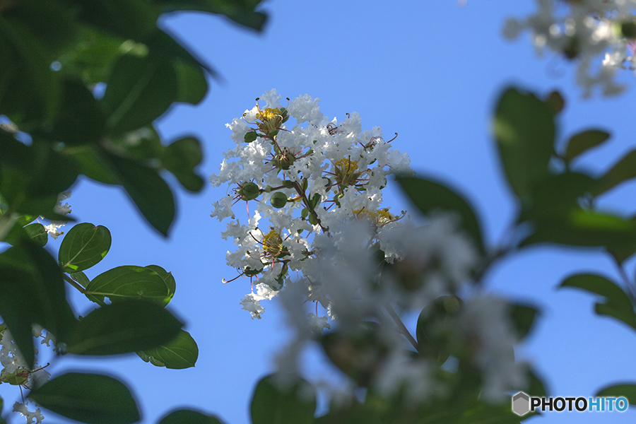 DSC08048 白い百日紅 -2